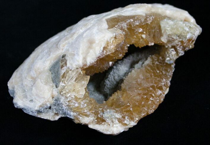 Golden Calcite Crystal Clam Fossil #6551